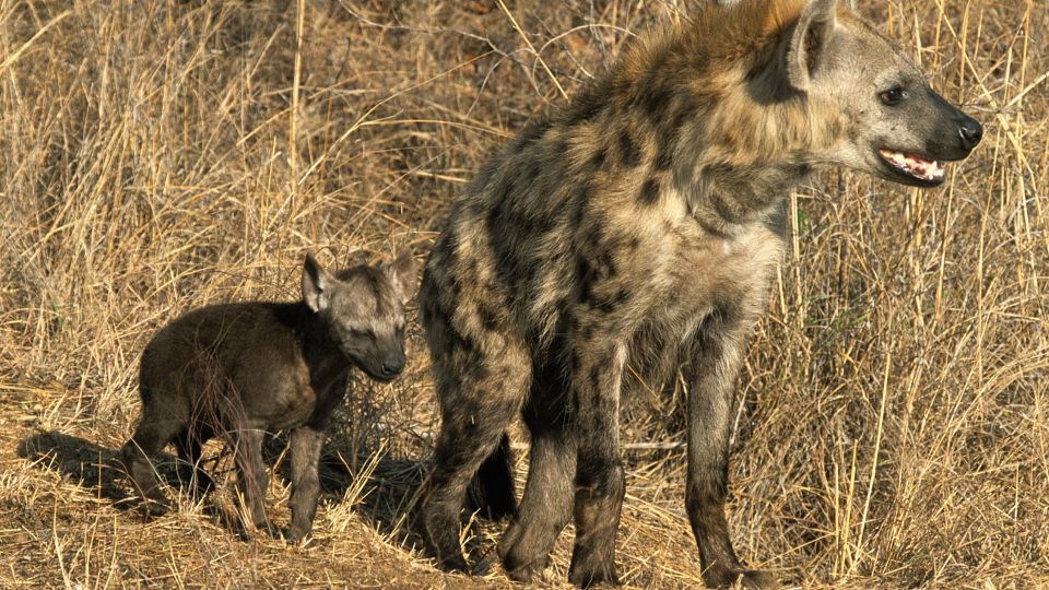 Hyäne mit Jungem  im Krüger-Nationalpark