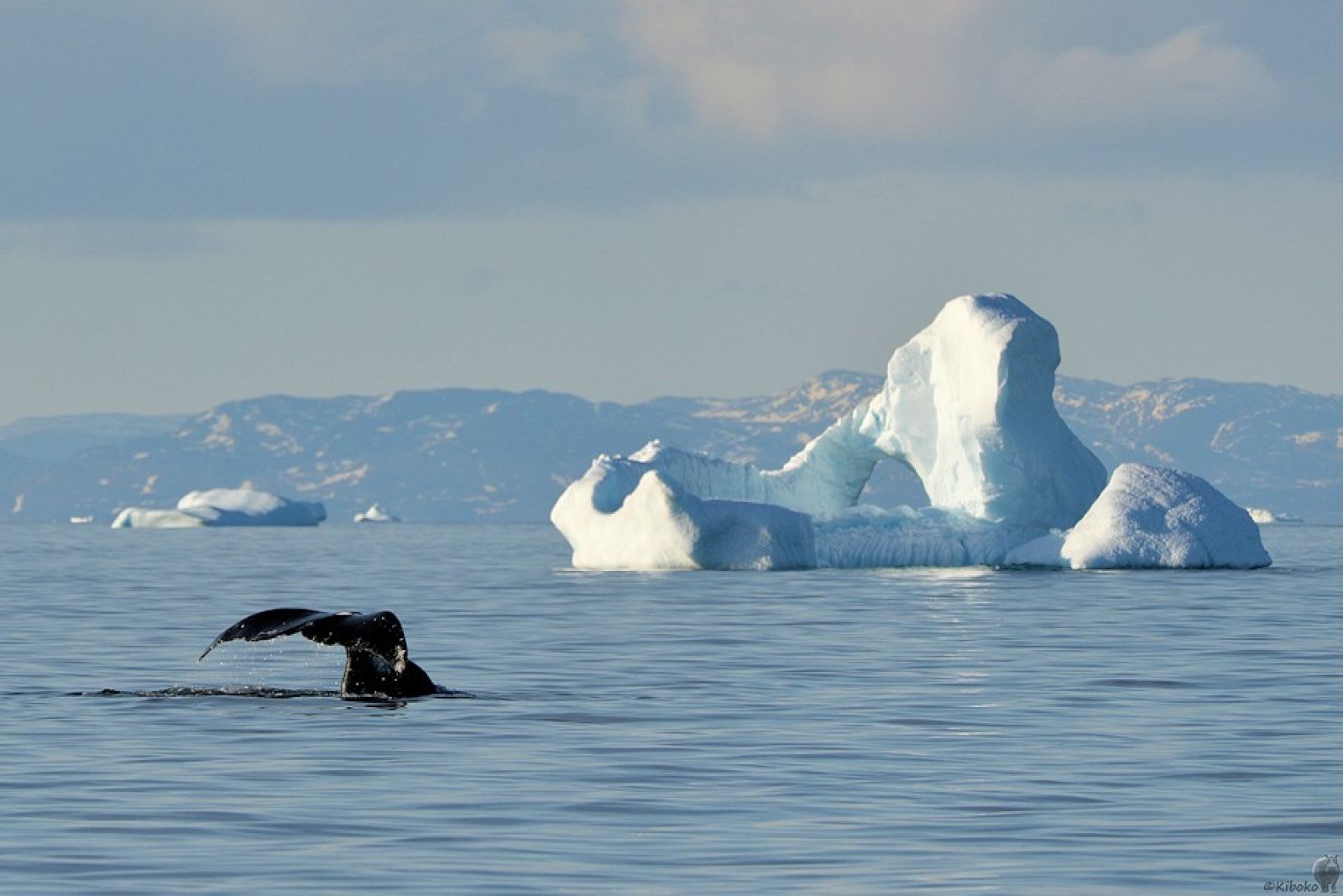 Abtauchender Grönlandwal