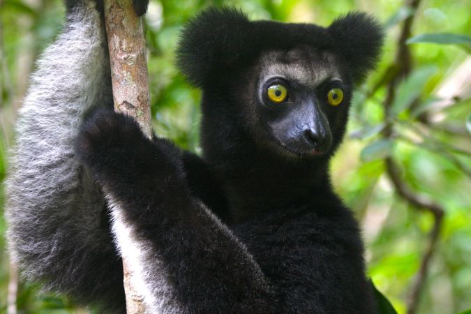 Indri Indri © Diamir