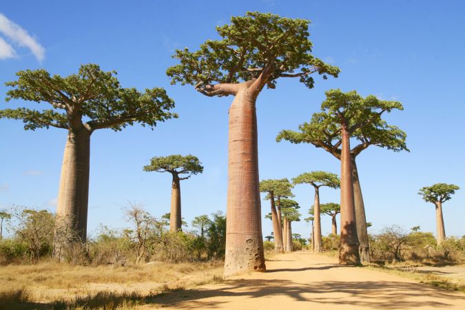 Baobab-Allee in Morondava © Diamir