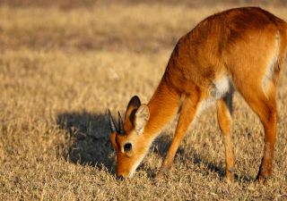 Antilope im South Luangwa-Nationalpark