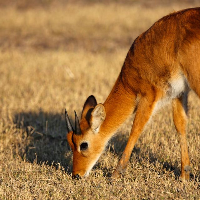 Antilope im South Luangwa-Nationalpark
