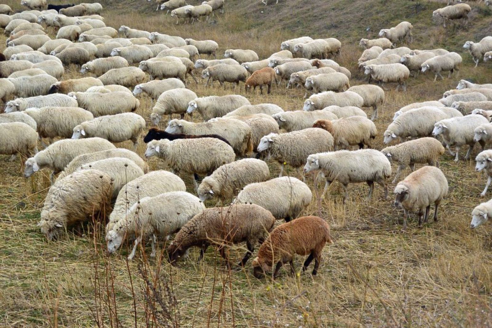 Schafe am Wegesrand zur Karawanserei