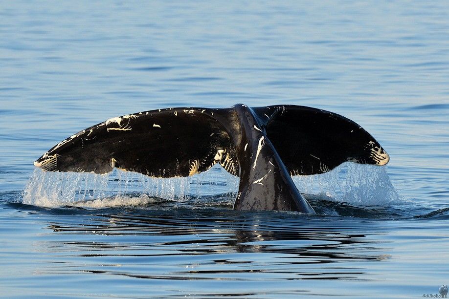 Fluke eines Grönlandwals