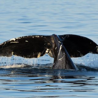 Fluke eines Grönlandwals