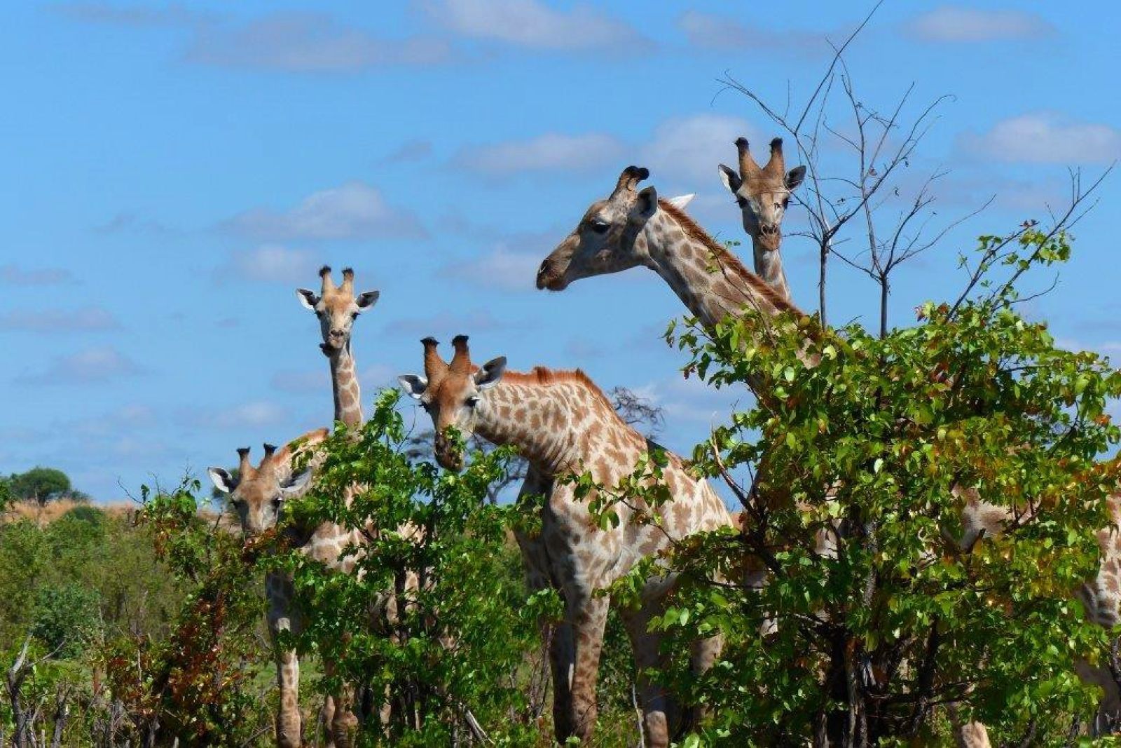 Giraffen beim Fressen