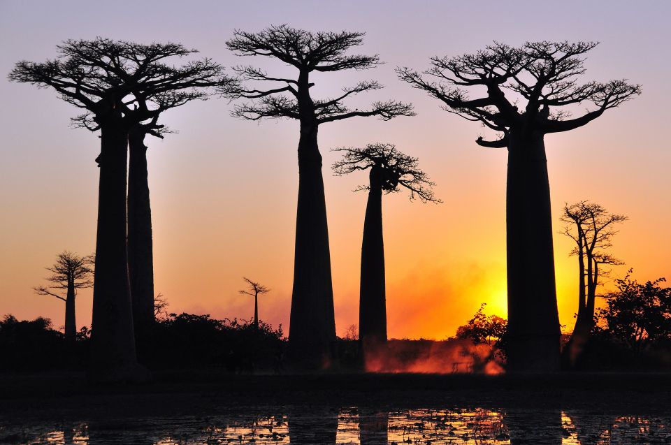 Baobabs in der Abendsonne
