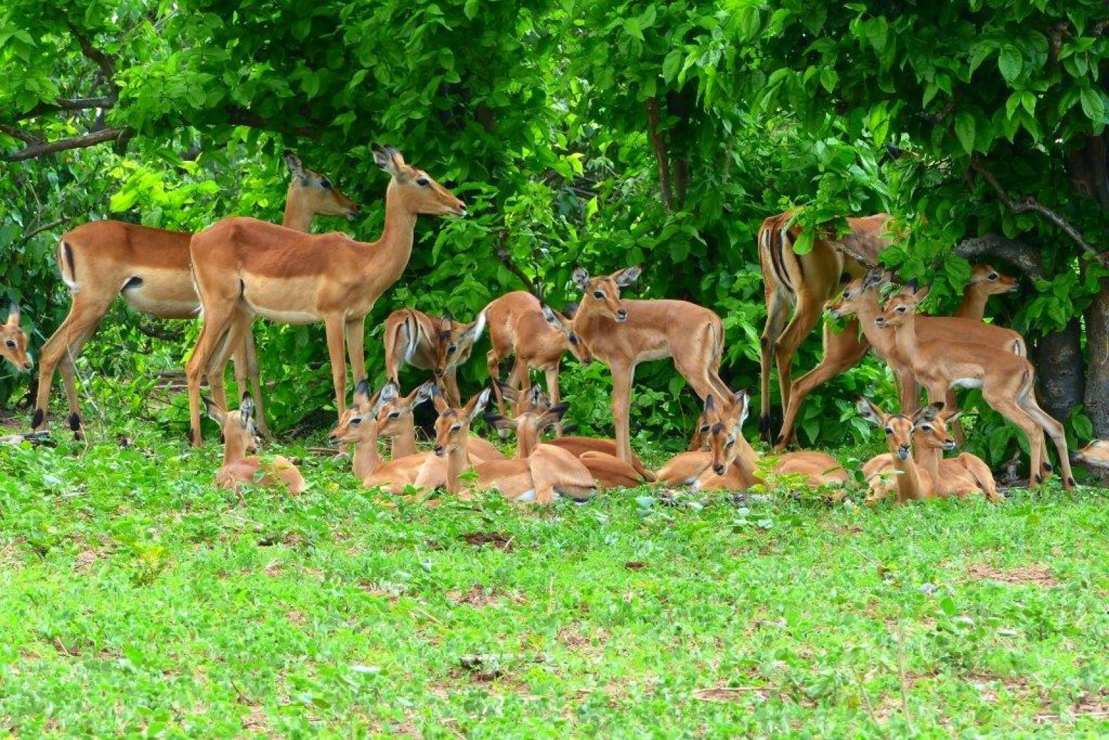 eine Herde Impalas im Busch