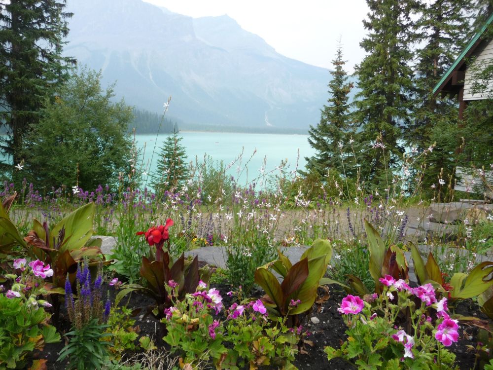 Blumenwunder am Emerald Lake