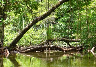geheimnisvolle Mangrovenwelt