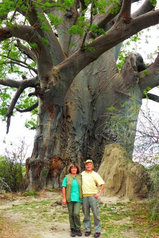 Baobabbaum