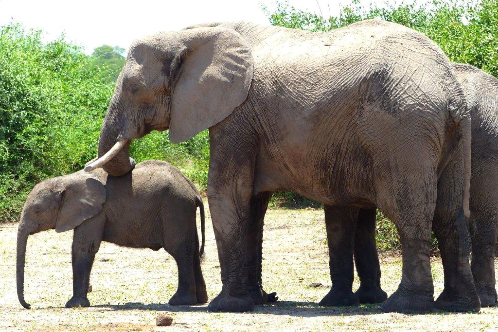 Elefantenkalb und ausgewachsener Elefant dahinter