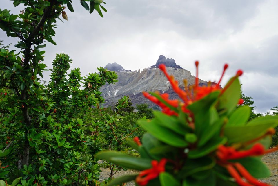 Die Cuernos (Hörner) im Hintergrund und der Feuerbusch im Nationalpark Torres del Paine