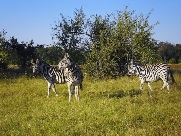 Zebras im Okavango-Delta © Diamir