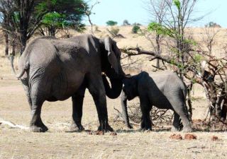 Tansania: Elefanten