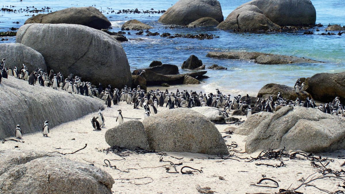 Pinguinkolonie am Boulders Beach
