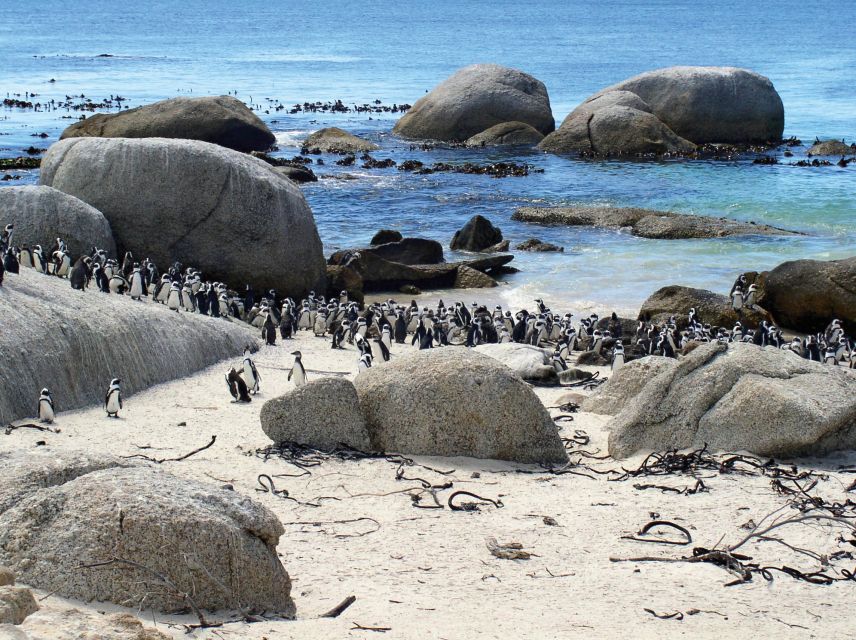 Pinguine am Boulders Beach (Kaphalbinsel)