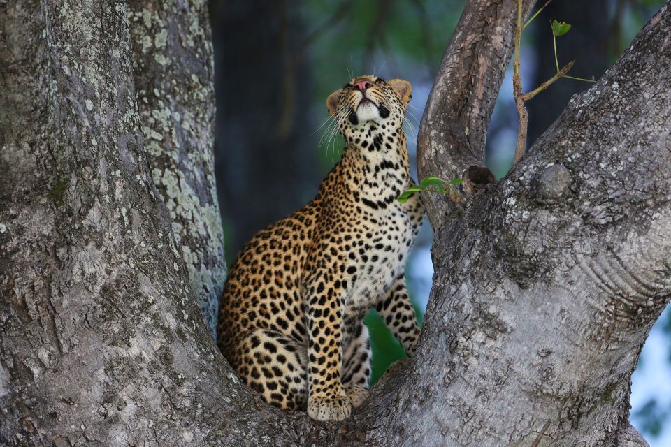 Leopard im Okavango-Delta
