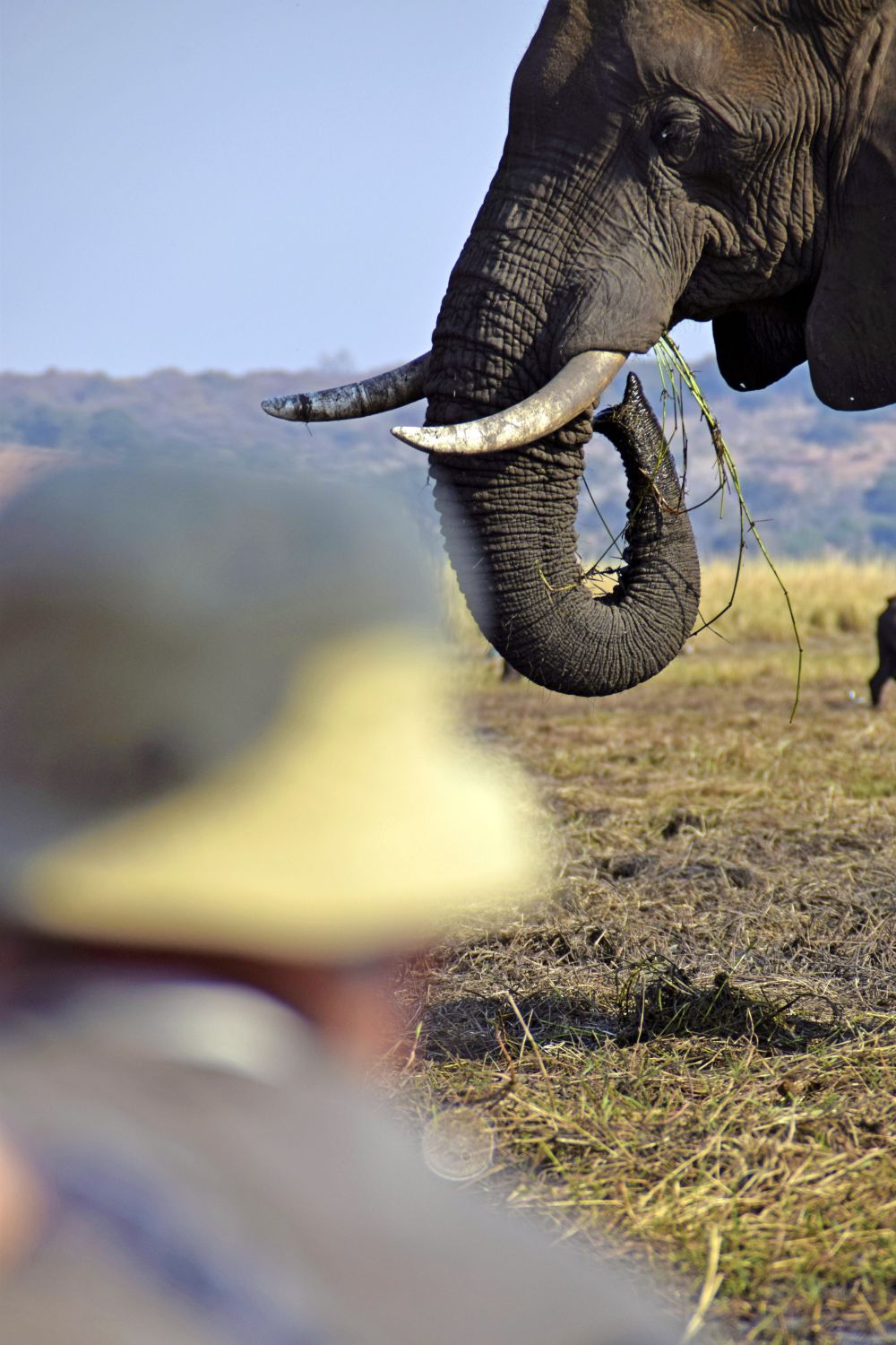 Chobe NP: Näher kann man Elefanten nicht kommen! Bei einer Bootsfahrt auf dem Chobe-Fluss glaubt man, die grasenden Riesen auf der Sedudu-Insel fast zu berühren.