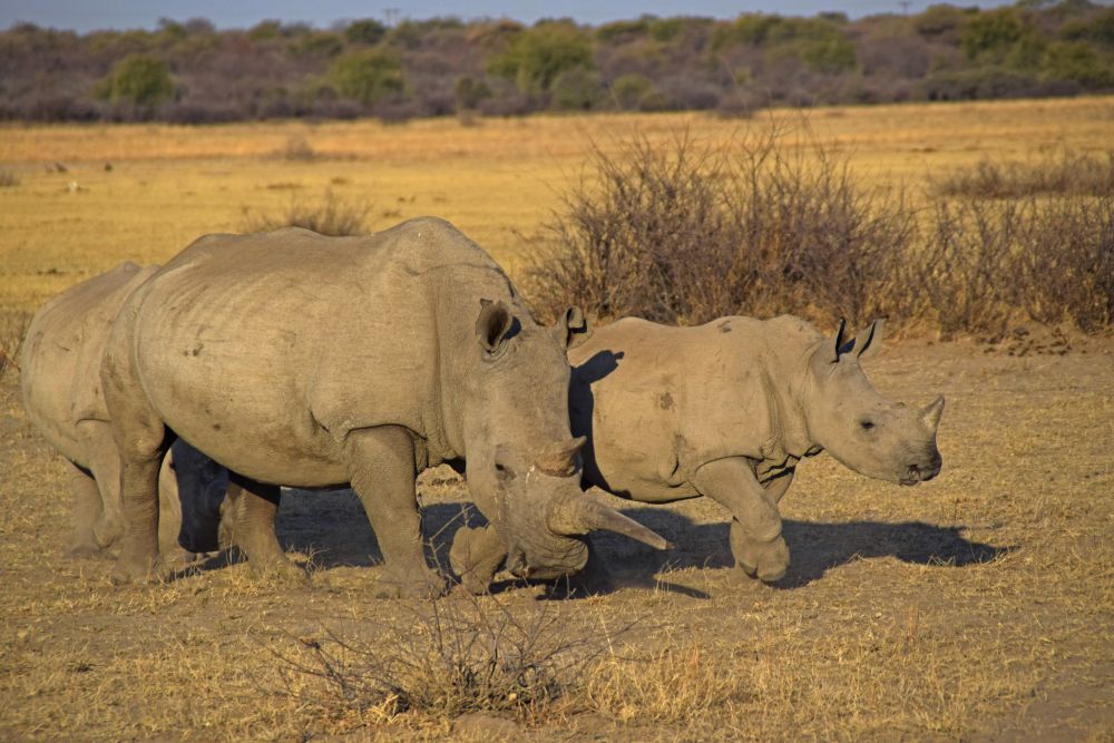 Khama-Rhino-Sanctuary: Refugium für Breit- und Spitzmaulnashörner