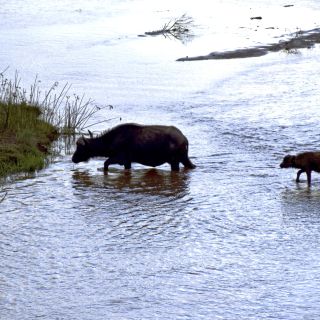 Krüger NP: Büffelkuh setzt mit ihrem Kalb auf die kleine Insel im Luvuvhu-Fluss über.