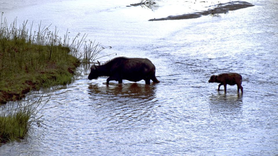 Krüger NP: Büffelkuh setzt mit ihrem Kalb auf die kleine Insel im Luvuvhu-Fluss über.