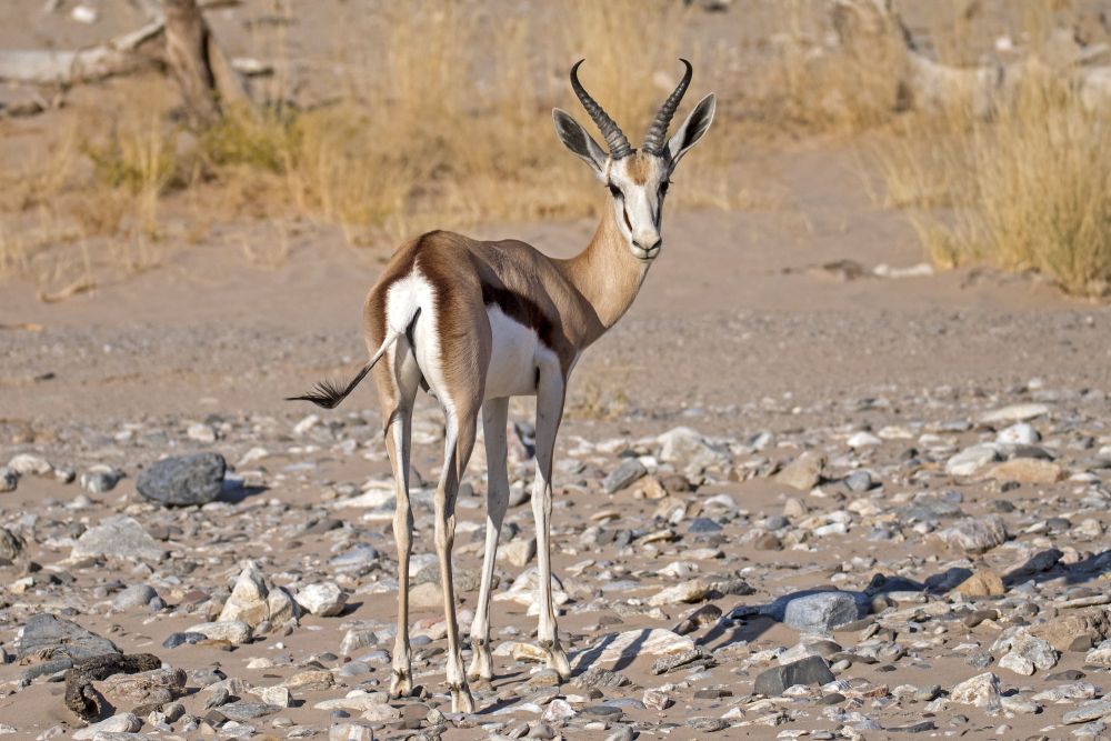 Antilope in Namibia