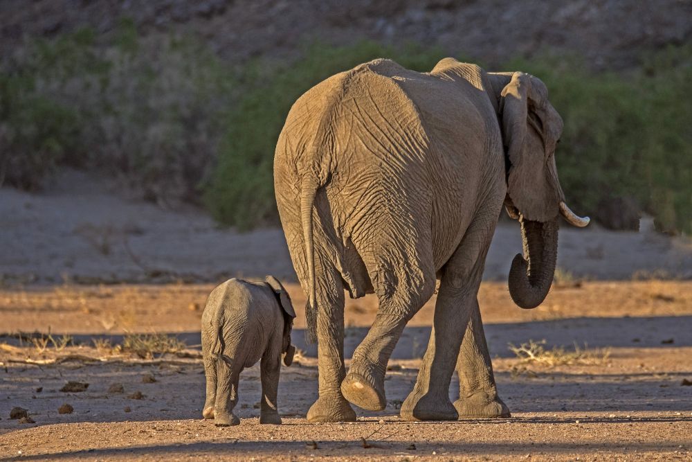 Unterwegs in Nord-Namibia: Wüstenelefanten