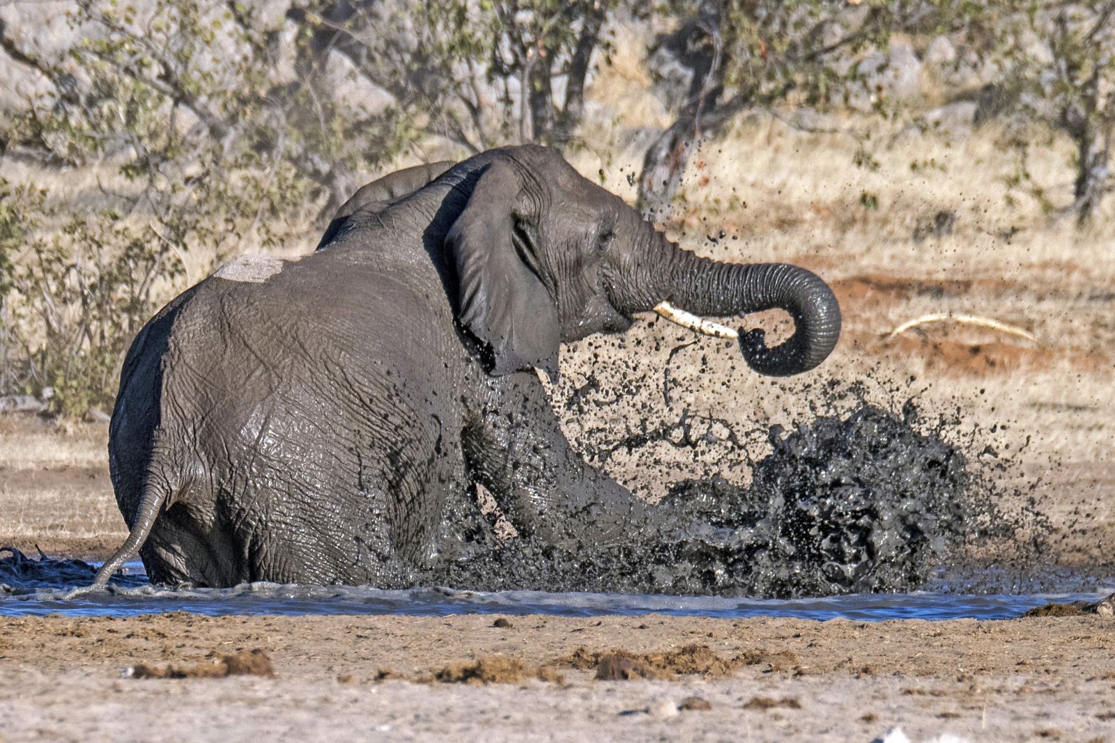 Elefantenbad im Etosha NP