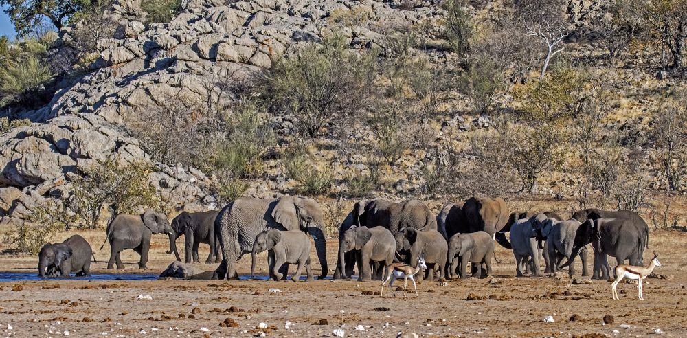 Elefantenherde im West-Etosha NP