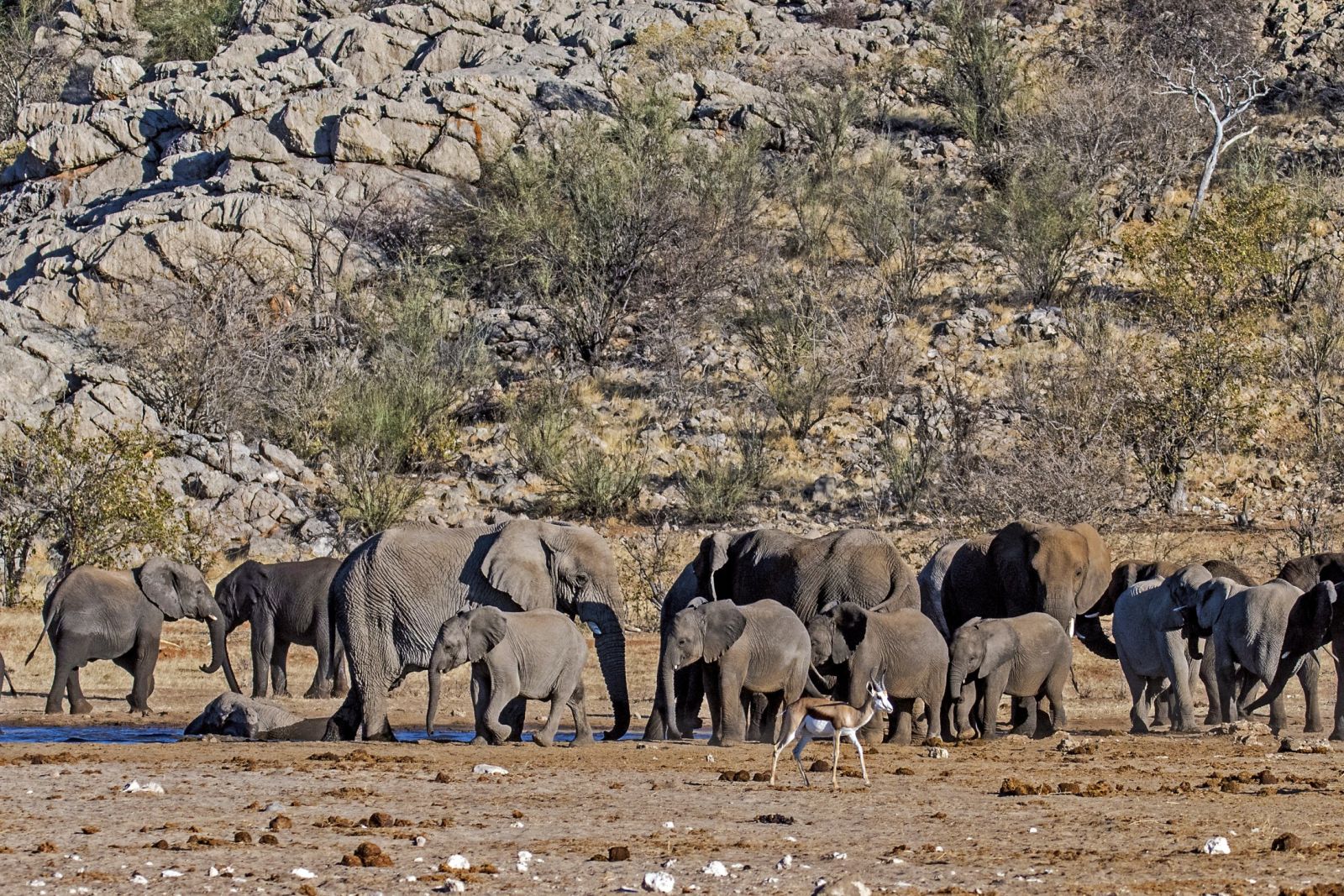 Elefantenherde im West-Etosha NP