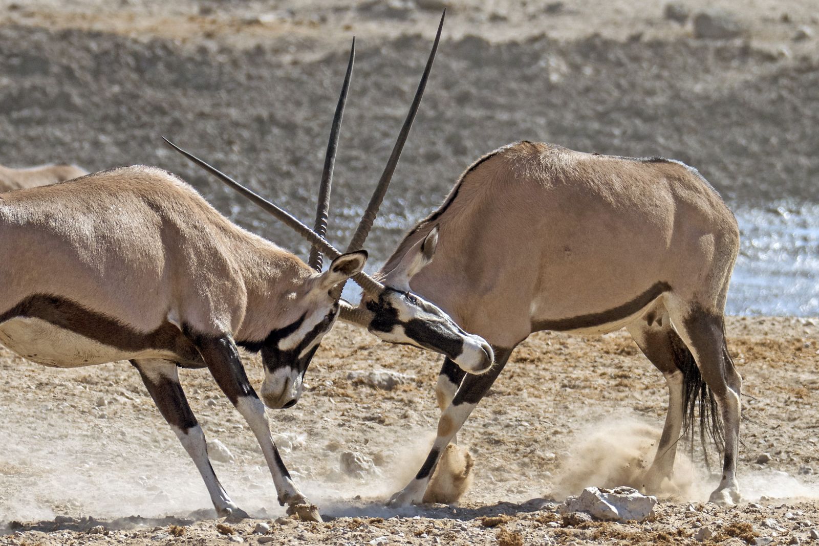 Wahrzeichen Namibias: Oryx-Antilopen