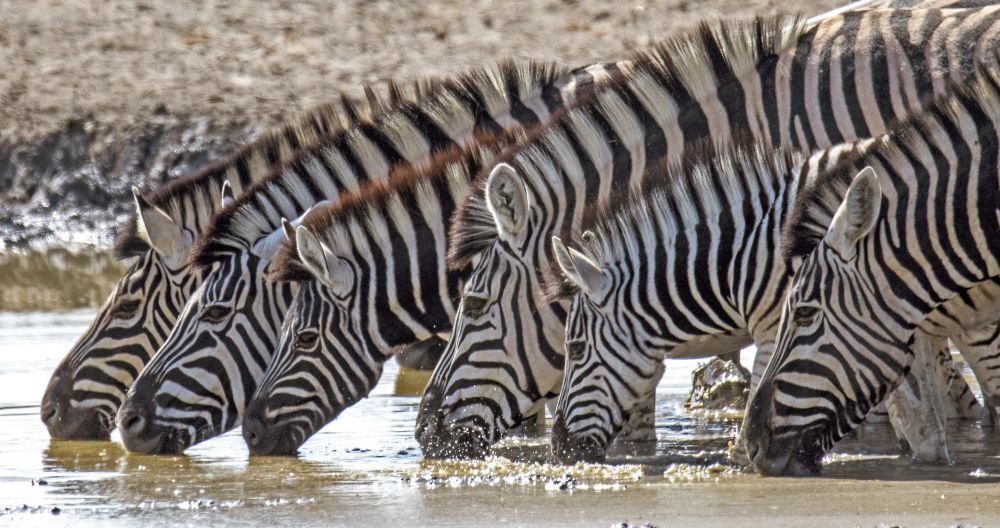 Zebras im Etosha NP