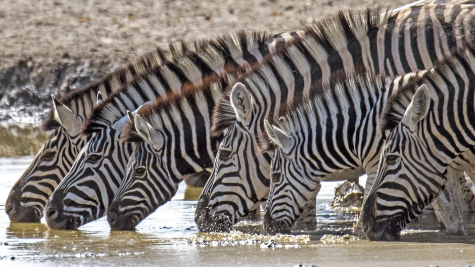 Zebras im Etosha NP