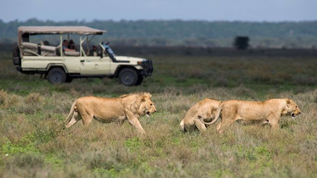 Löwen bei einer Safari in der Serengeti