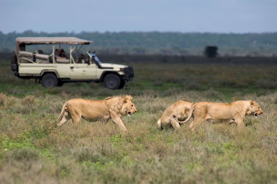 Löwen bei einer Safari durch die Serengeti