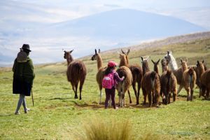 Eine Familie treibt ihre Lama-Herde nach Hause.