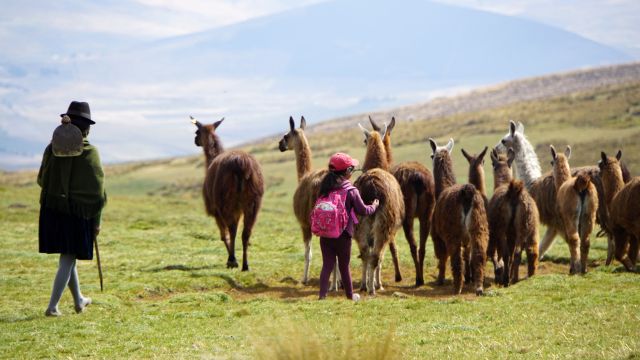 Eine Familie treibt ihre Lama-Herde nach Hause.