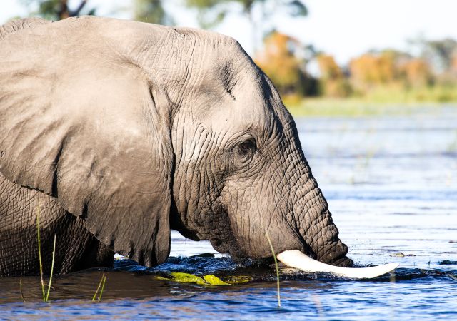 badender Elefant im Okavango-Delta