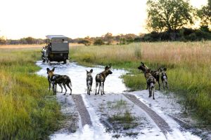 Wildhunde im Okavango-Delta