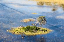 Antilopen im Okavango-Delta
