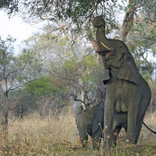 Elefanten im Katavi NP
