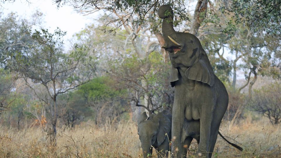 Elefanten im Katavi NP