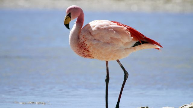 Das stolze Schreiten eines Flamingos