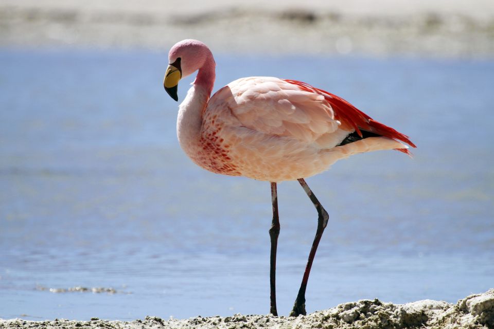 Das stolze Schreiten eines Flamingos