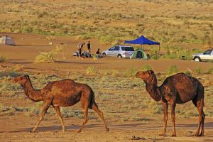 Camping mit Kamelen
