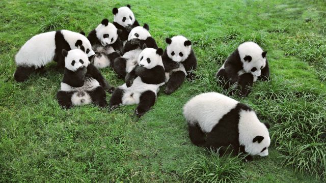 Panda Aufzuchtstation