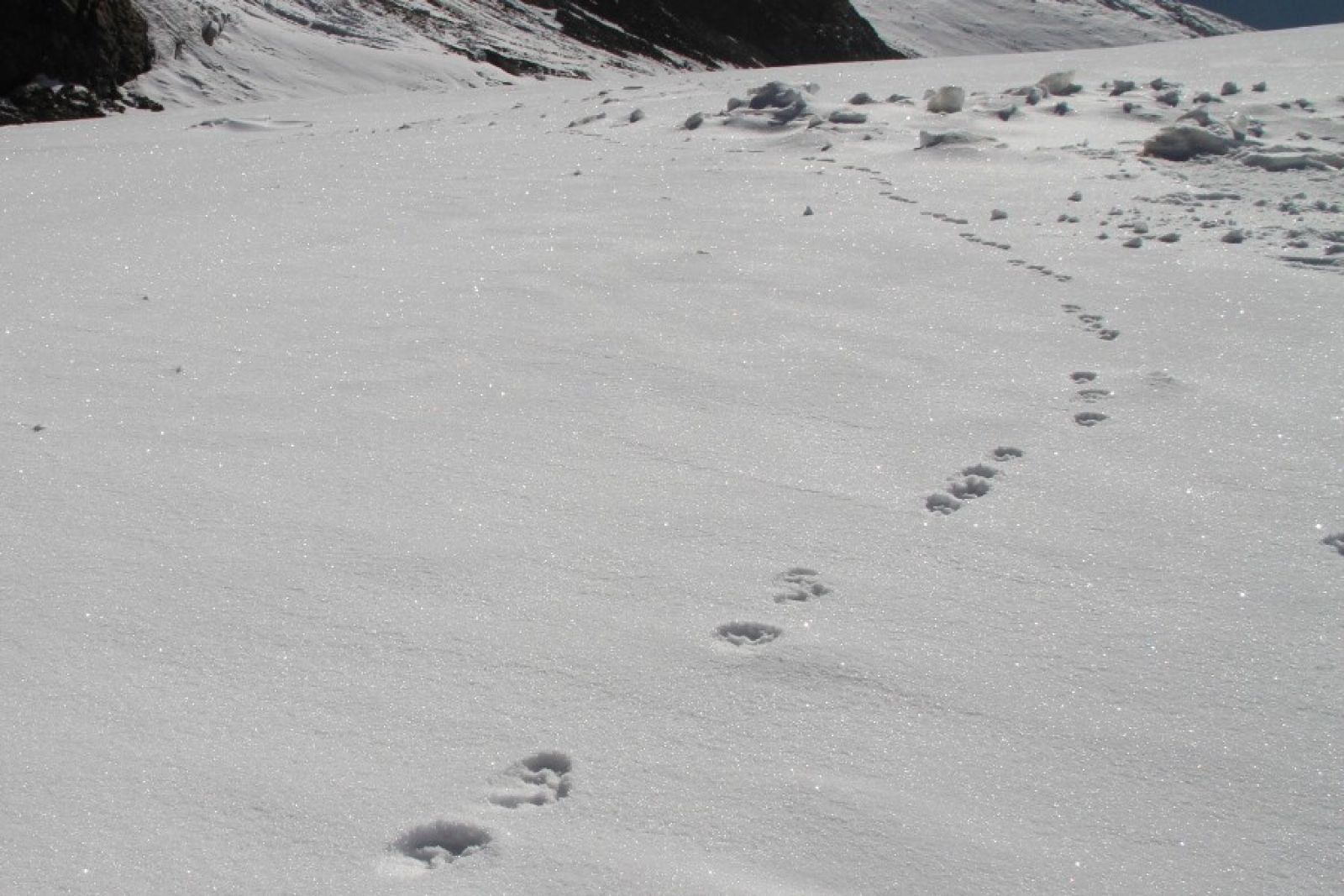 Frische Scheeleopardenspuren im Schnee