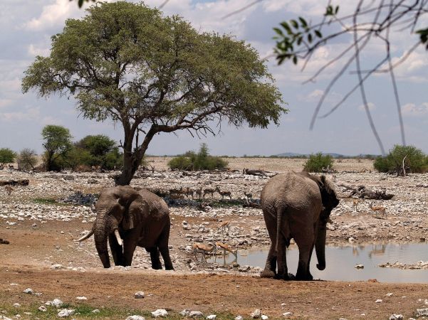 Namibia, Etosha Park Okaukuejo, Wasserloch, Elefanten © Diamir