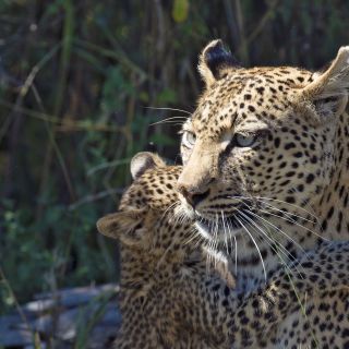 Leoparden Junges mit Mutter